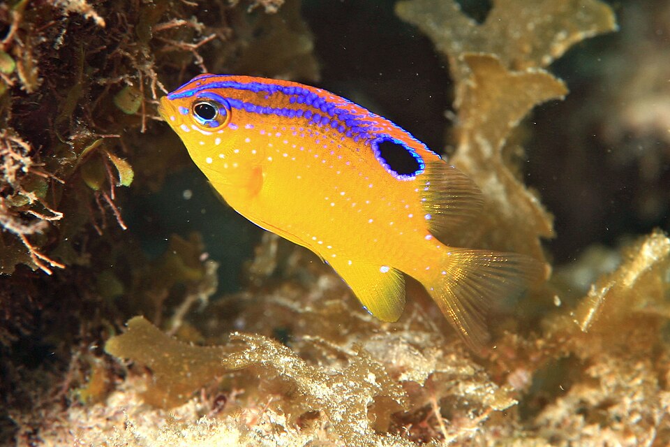 ภาพ ปลาสลิดหิน diencaeus (Stegastes diencaeus)