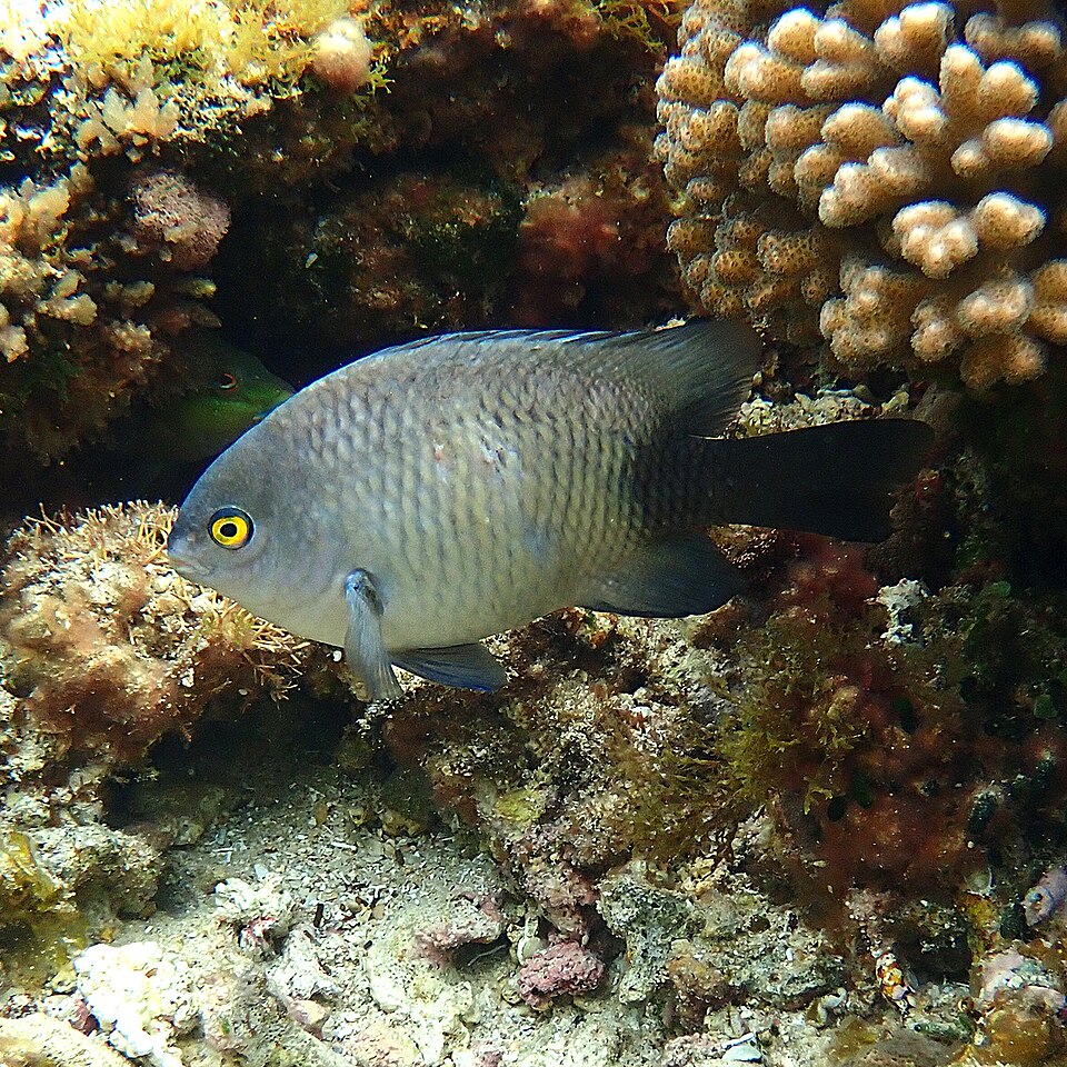 ภาพ ปลาสลิดหินแปซิฟิก (Stegastes fasciolatus)