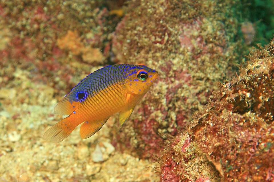 ภาพ ปลาสลิดหิน flavilatus (Stegastes flavilatus)