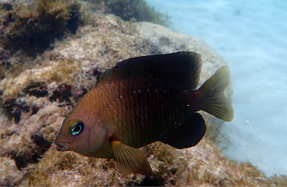 ภาพ ปลาสลิดหินบราซิล (Stegastes fuscus)