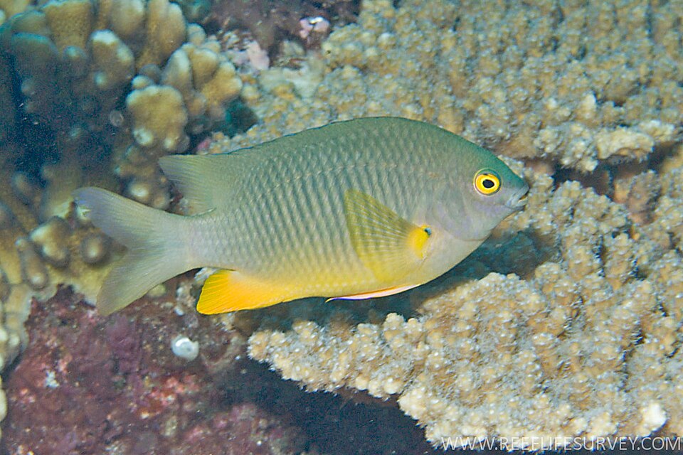 ภาพ ปลาสลิดหินปะการัง (Stegastes gascoynei)