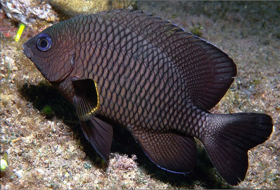 ภาพ ปลาสลิดหินหางขาว (Stegastes leucorus)