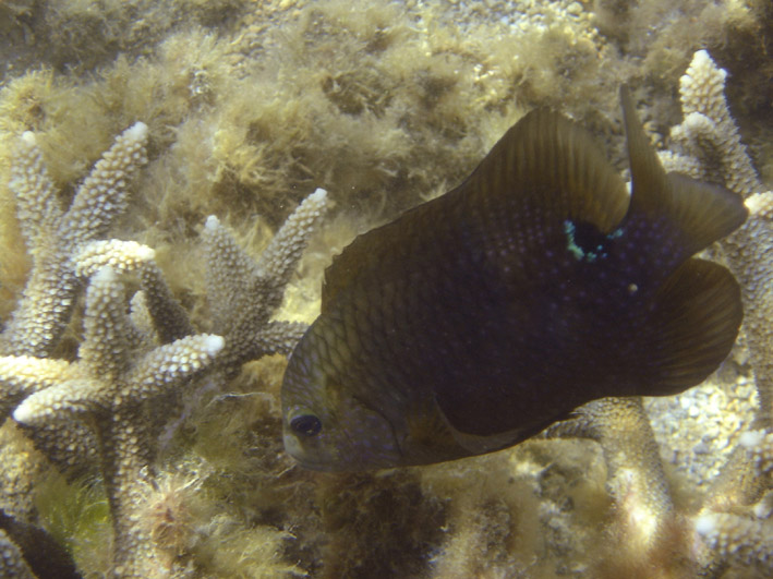 ภาพ ปลาสลิดหินคล้ำ (Stegastes nigricans)