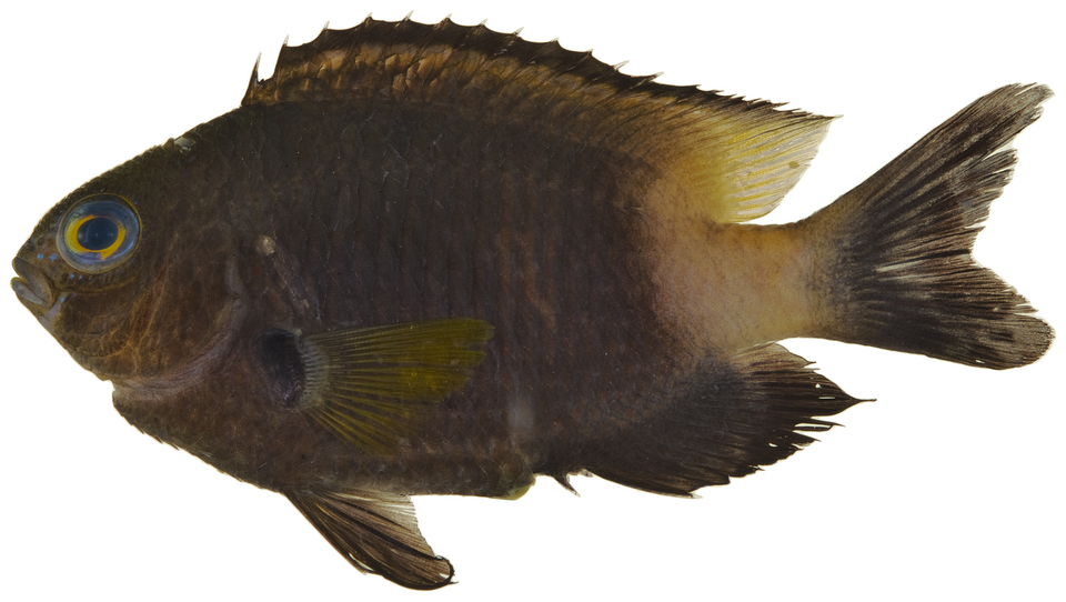ภาพ ปลาสลิดหินสองสี (Stegastes partitus)