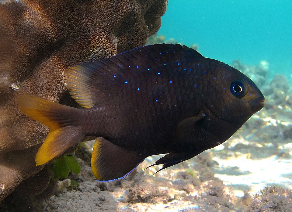 ภาพ ปลาสลิดหิน pelicieri (Stegastes pelicieri)