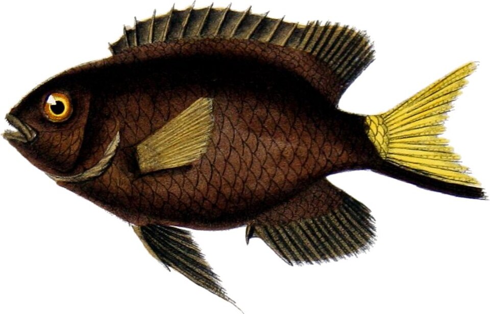ภาพ ปลาสลิดหิน pictus (Stegastes pictus)
