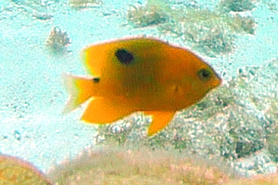 ภาพ ปลาสลิดหินสามจุด (Stegastes planifrons)