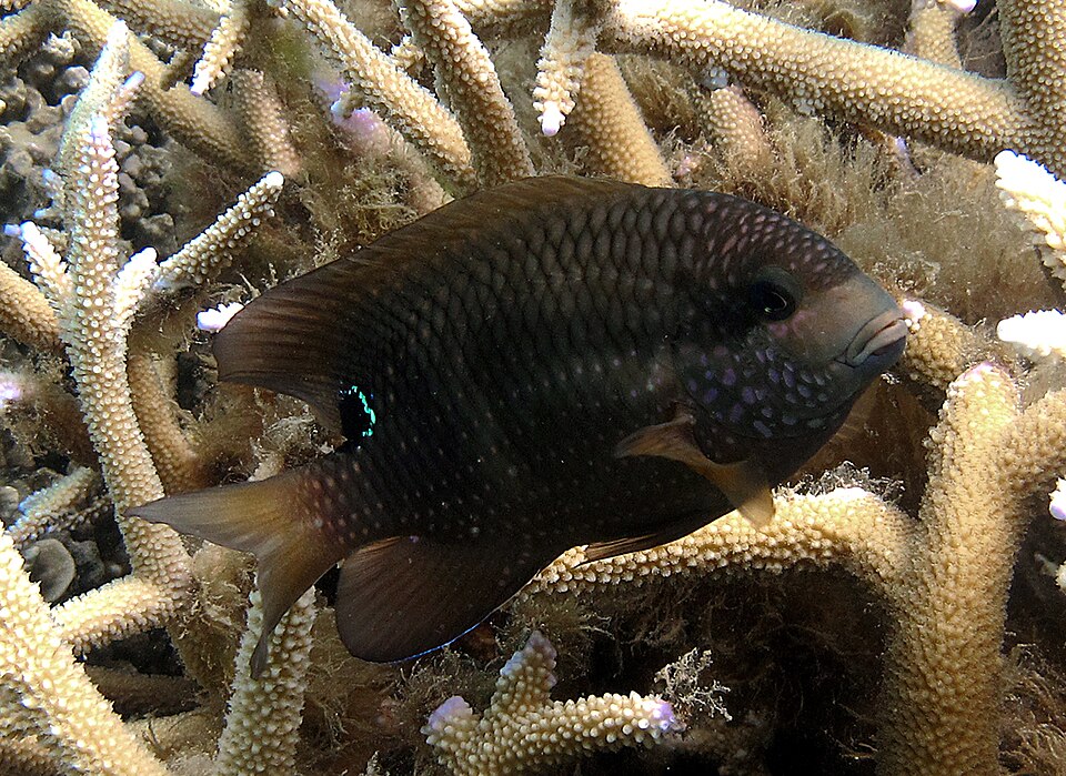 ภาพ ปลาสลิดหิน punctatus (Stegastes punctatus)