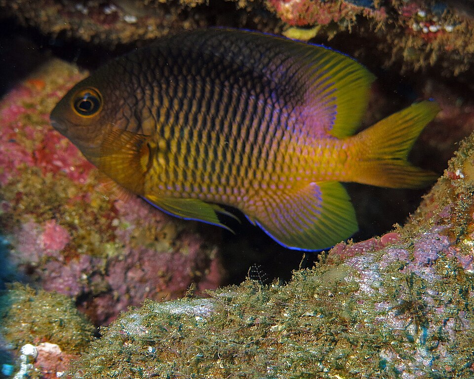 ภาพ ปลาสลิดหิน redemptus (Stegastes redemptus)