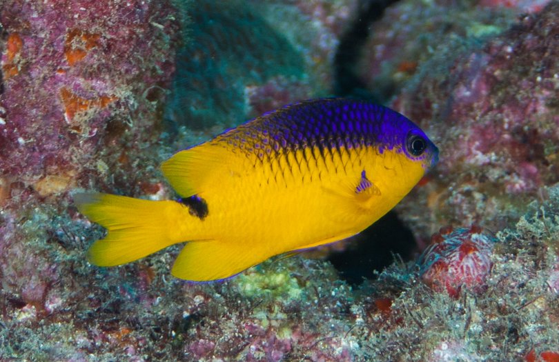 ภาพ ปลาสลิดหิน rocasensis (Stegastes rocasensis)