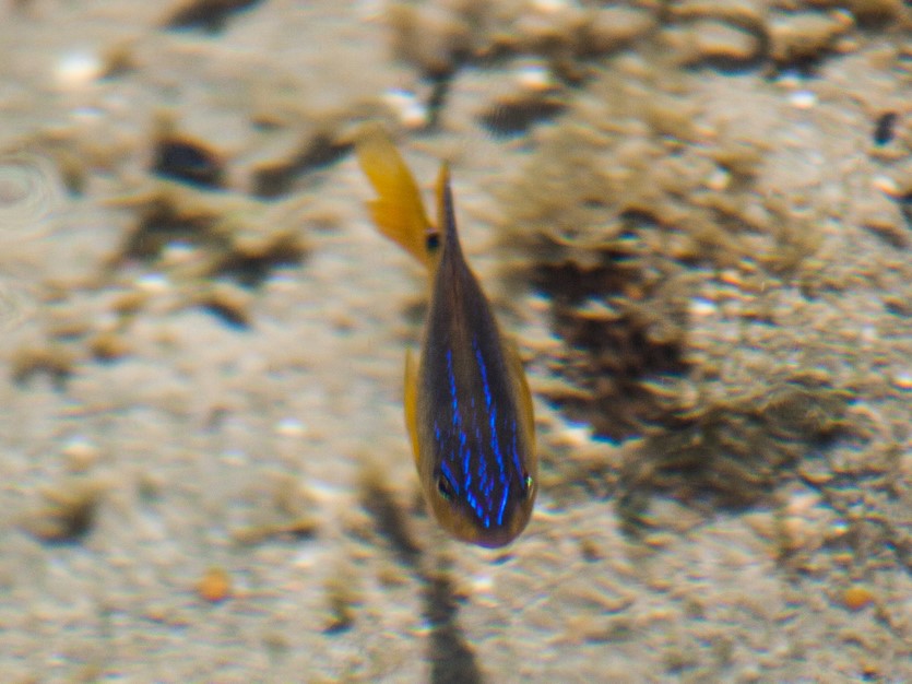 ภาพ ปลาสลิดหินบราซิล (Stegastes variabilis)