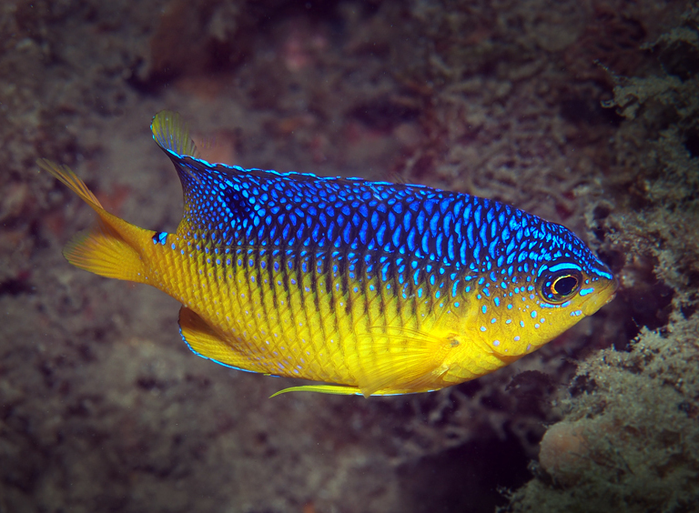 ภาพ ปลาสลิดหินแคริบเบียน (Stegastes xanthurus)