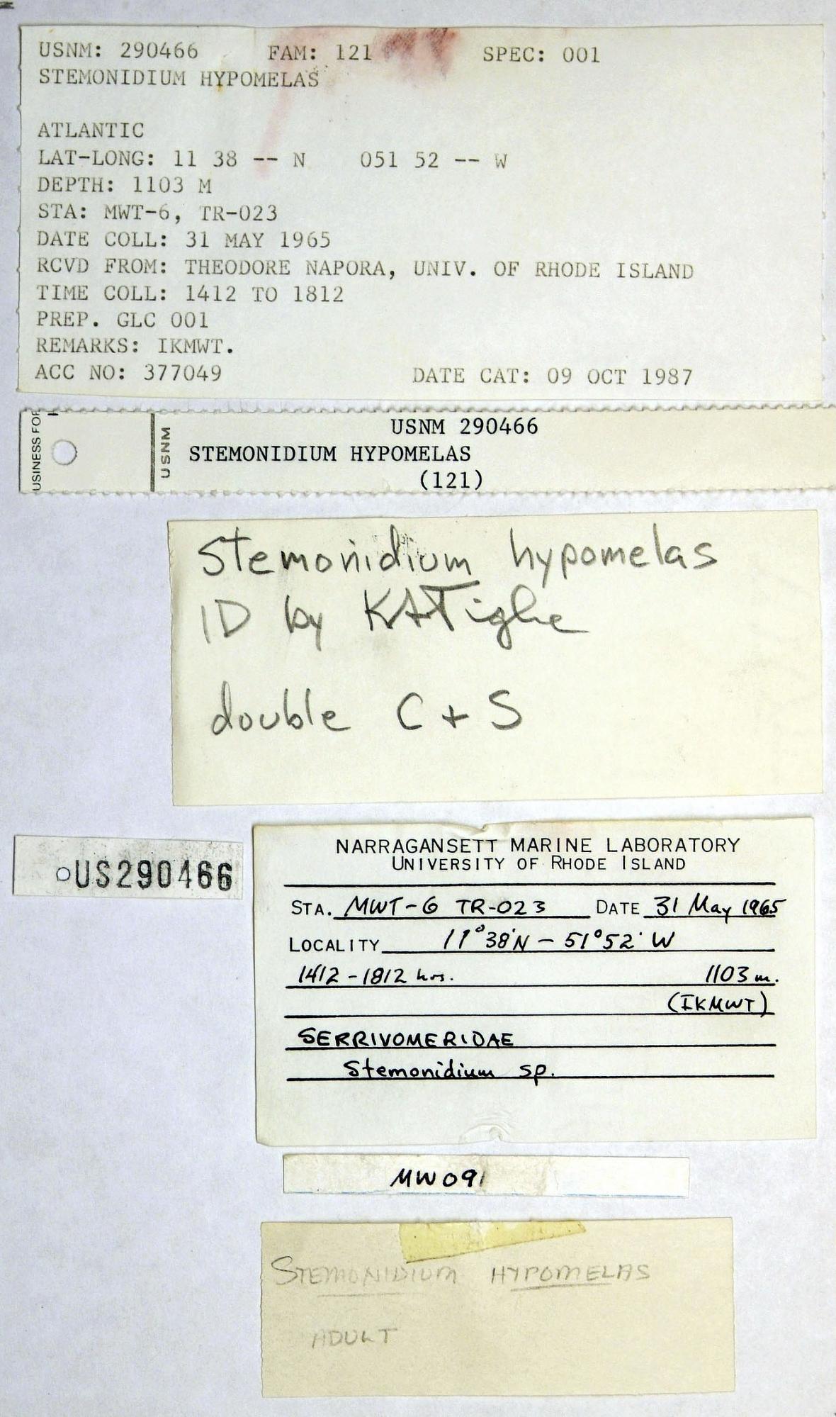 ภาพ ปลา hypomelas (Stemonidium hypomelas)