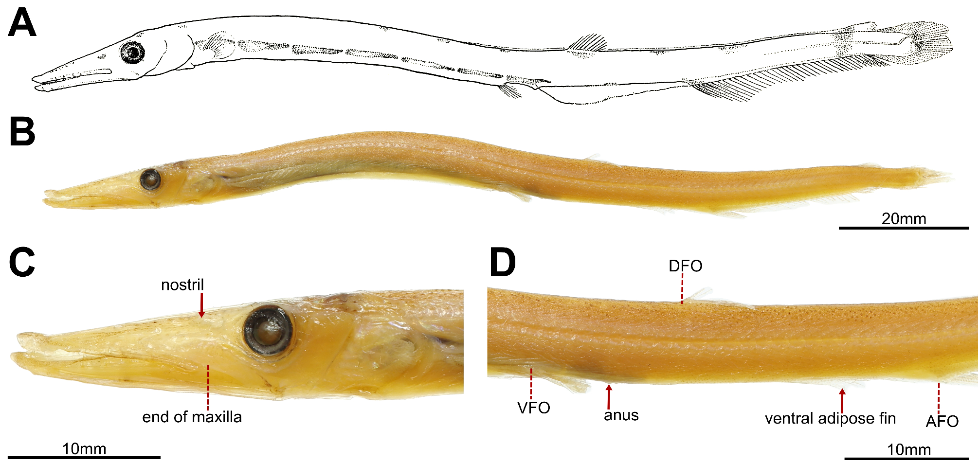 ภาพ ปลา elegans (Stemonosudis elegans)