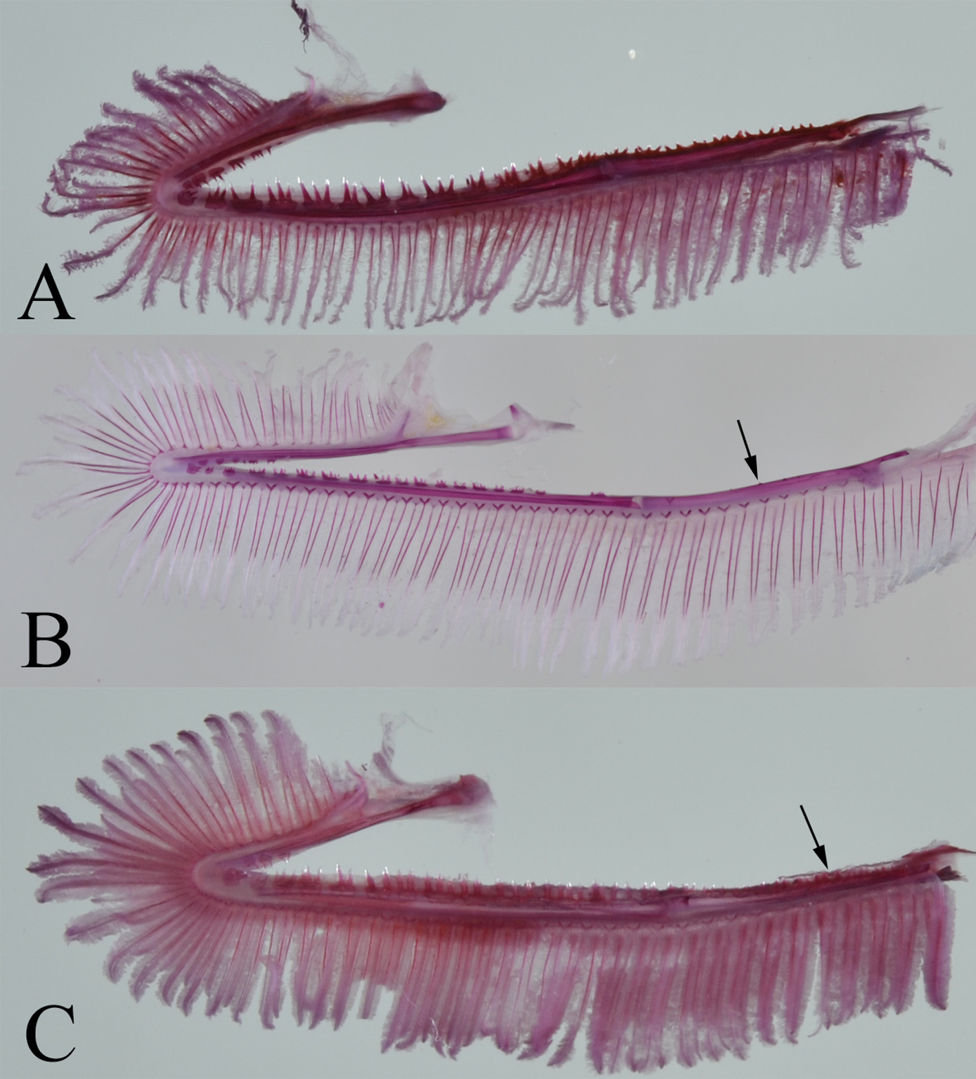 ภาพ ปลา retrodorsalis (Stemonosudis retrodorsalis)