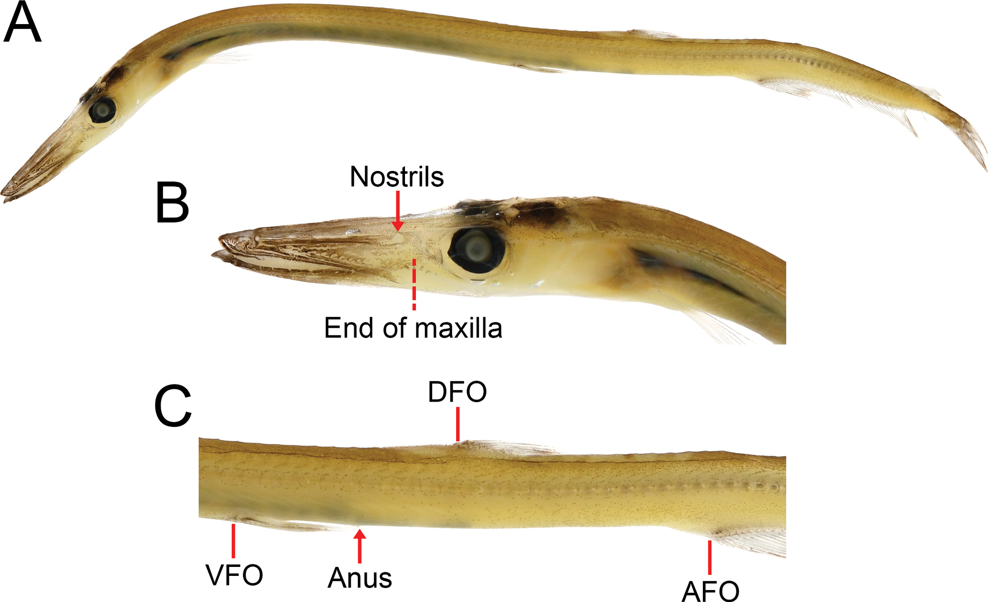 ภาพ ปลา siliquiventer (Stemonosudis siliquiventer)