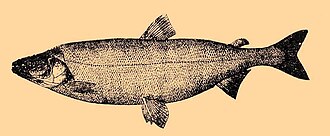 ภาพ ปลา leucichthys (Stenodus leucichthys)
