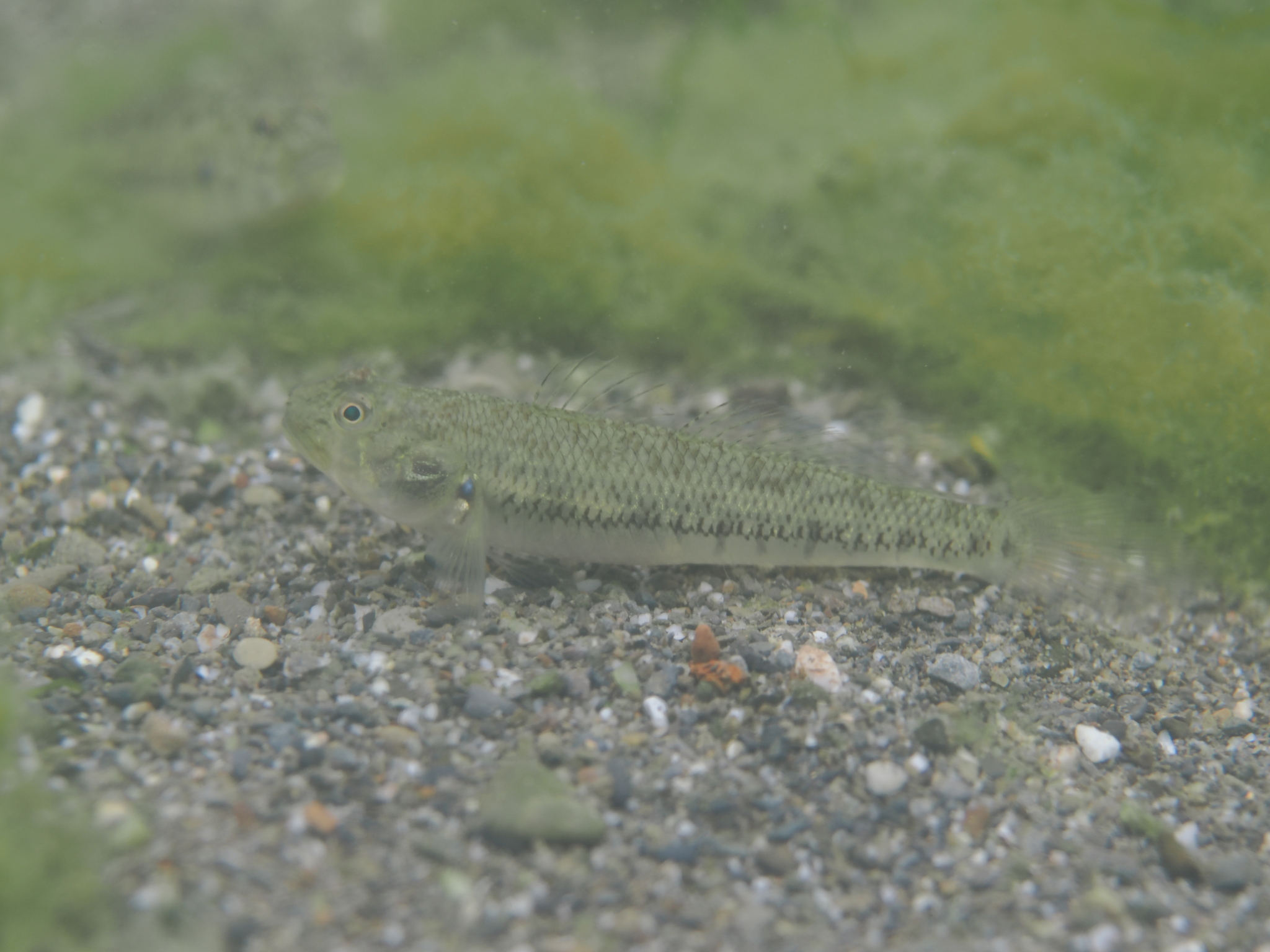 ภาพ ปลาบู่บั้งบู่ (Stenogobius genivittatus)
