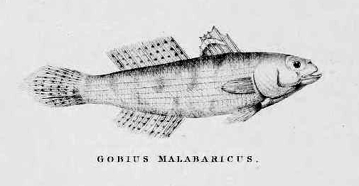 ภาพ ปลาบู่ gymnopomus (Stenogobius gymnopomus)