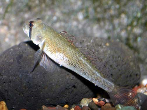 ภาพ ปลาบู่บู่ (Stenogobius hawaiiensis)