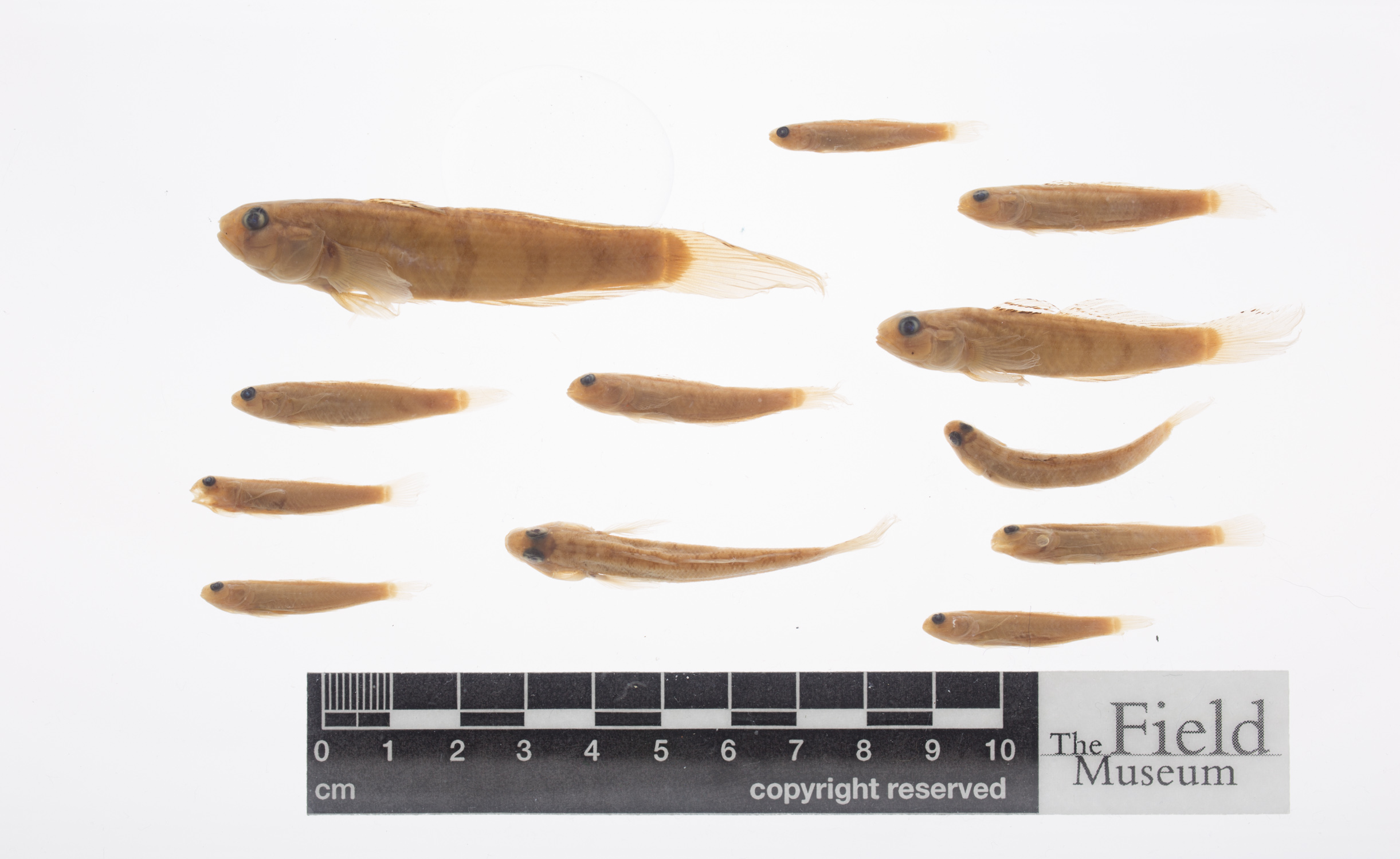 ภาพ ปลาบู่ ingeri (Stenogobius ingeri)