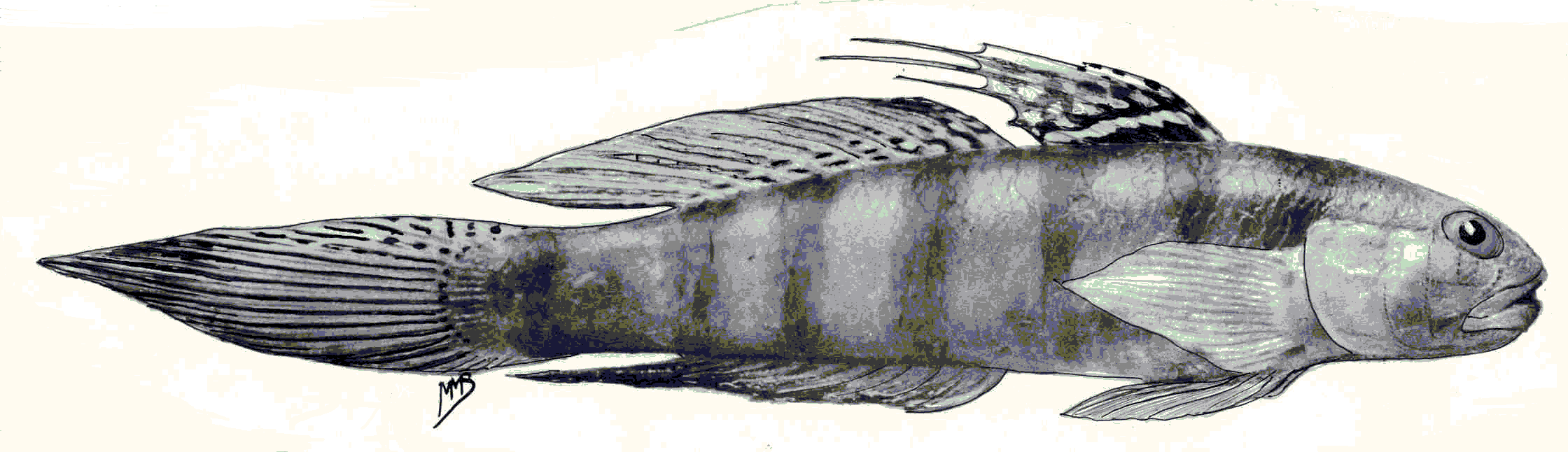ภาพ ปลาบู่ kenyae (Stenogobius kenyae)