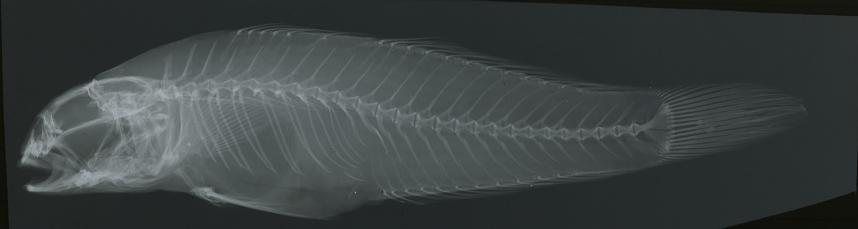 ภาพ ปลาบู่ kyphosus (Stenogobius kyphosus)