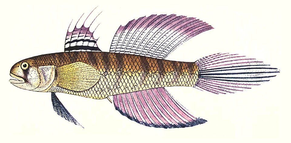 ภาพ ปลาบู่ ophthalmoporus (Stenogobius ophthalmoporus)