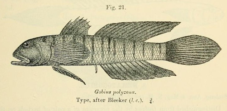 ภาพ ปลาบู่บู่ (Stenogobius polyzona)