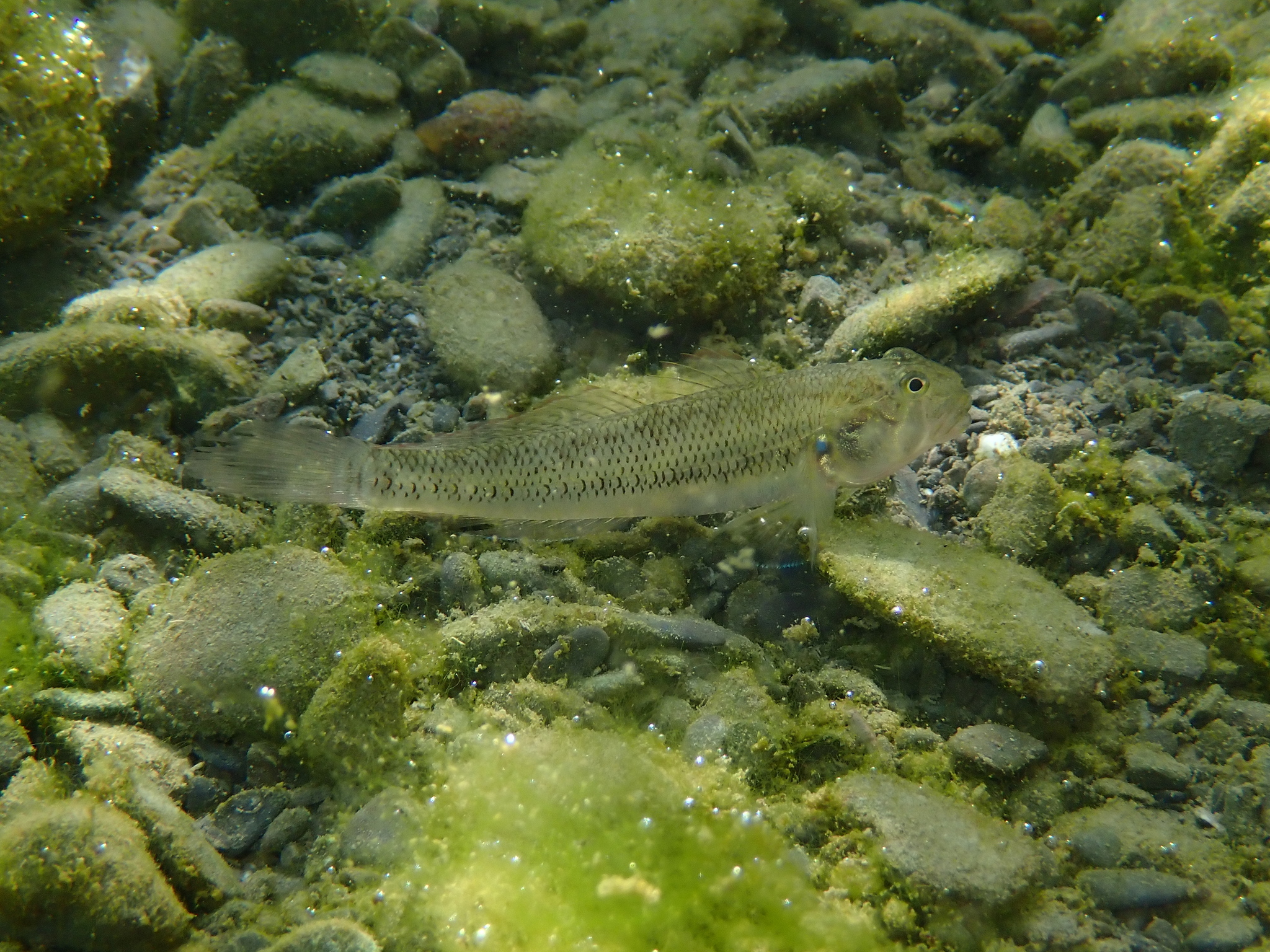 ภาพ ปลาบู่บู่ (Stenogobius watsoni)