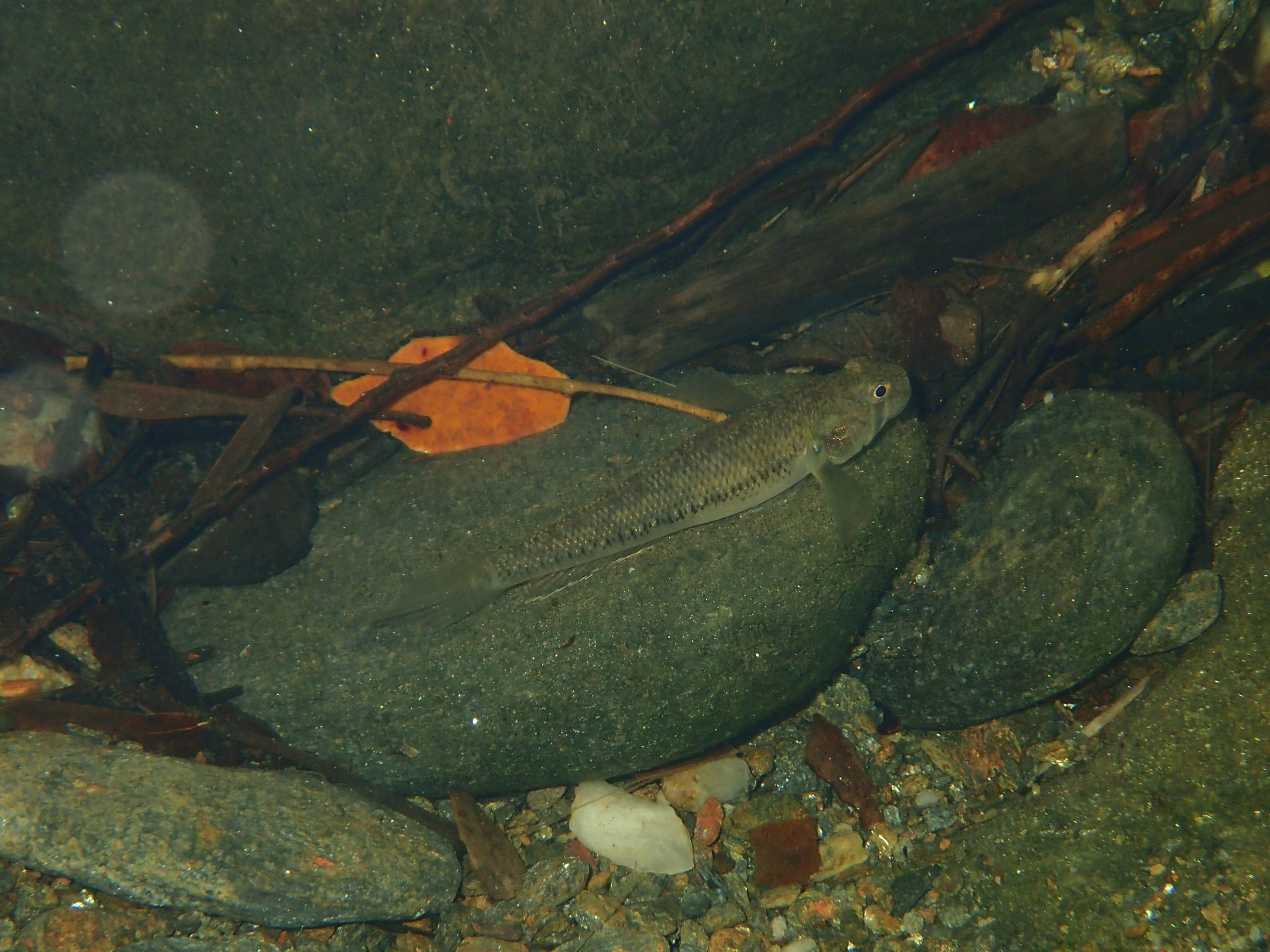 ภาพ ปลาบู่บู่ (Stenogobius yateiensis)