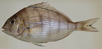 ภาพ ปลา chrysops (Stenotomus chrysops)