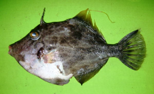 ภาพ ปลาวัวหนังลายตาข่าย (Stephanolepis diaspros)