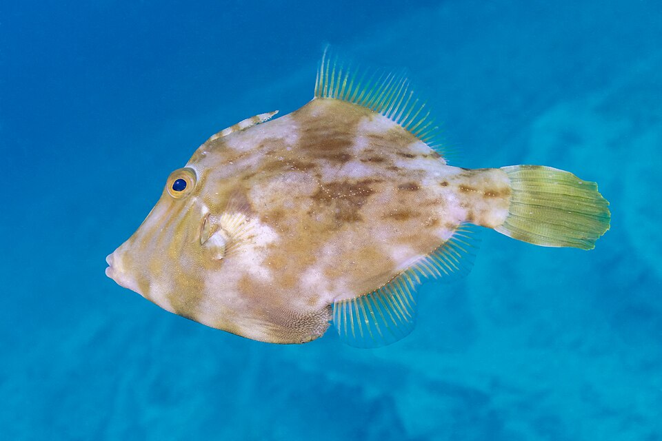 ภาพ ปลาวัวหนังธรรมดา (Stephanolepis hispidus)