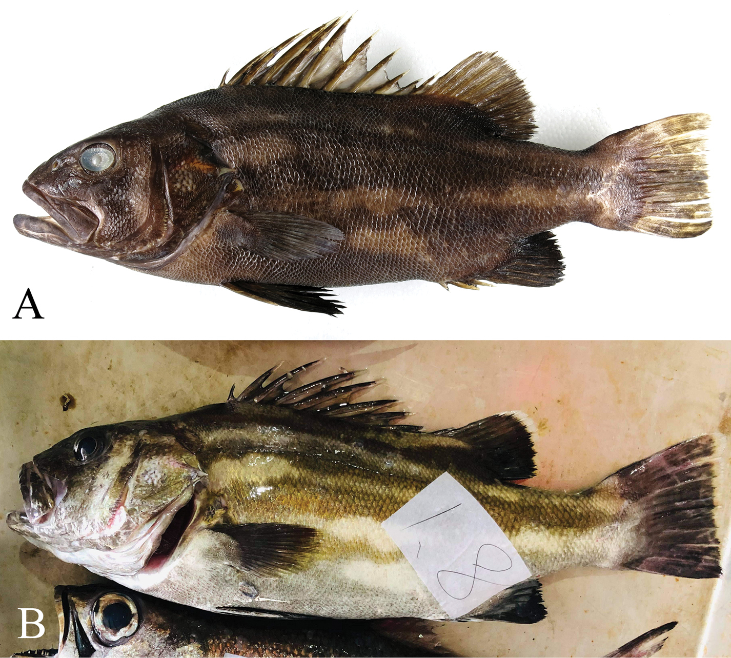 ภาพ ปลา doederleini (Stereolepis doederleini)