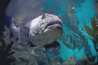 ภาพ ปลา gigas (Stereolepis gigas)