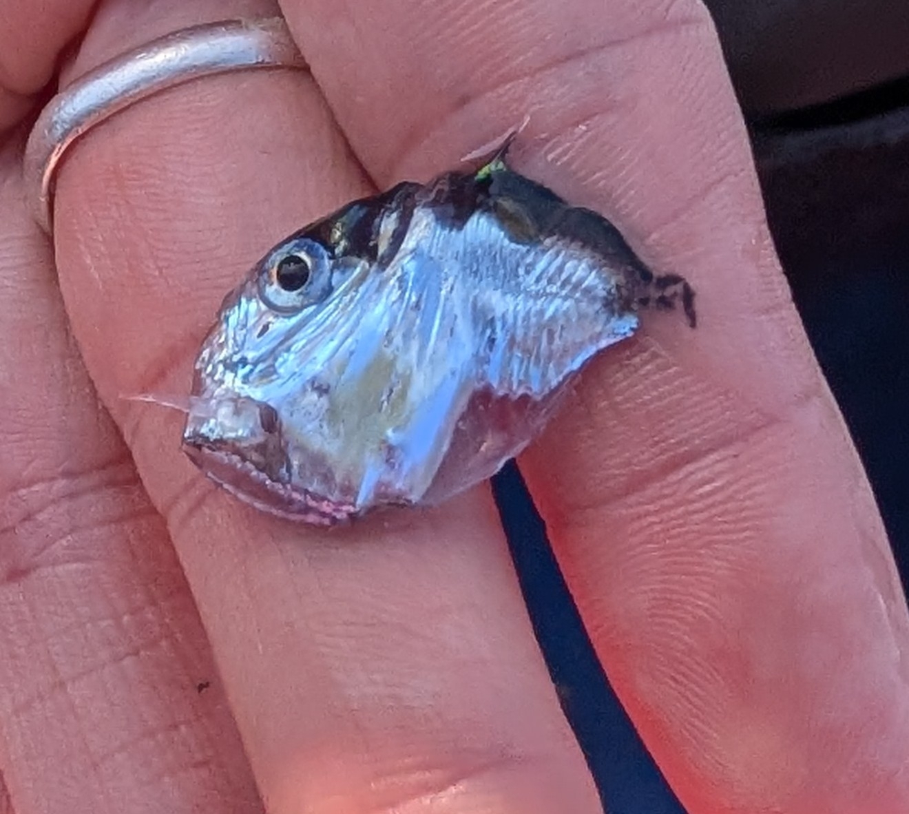 ภาพ ปลา pseudobscura (Sternoptyx pseudobscura)