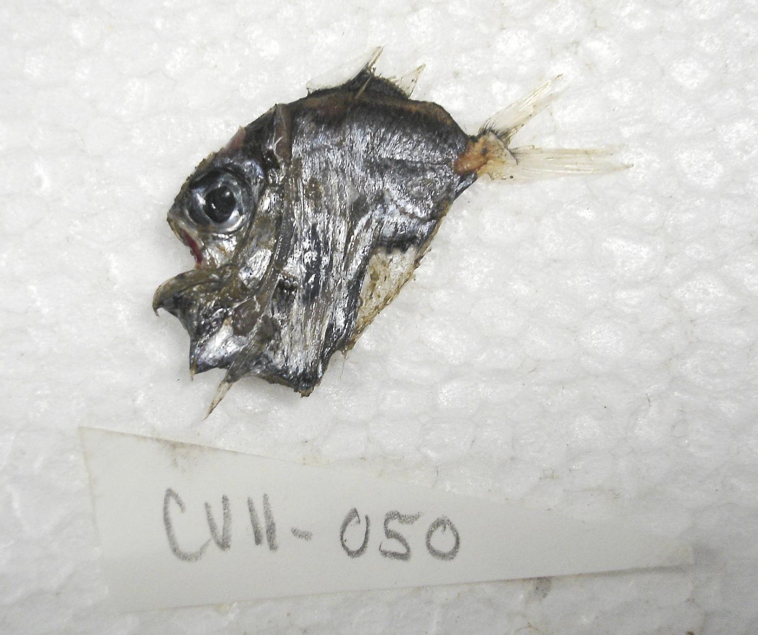 ภาพ ปลา pseudodiaphana (Sternoptyx pseudodiaphana)
