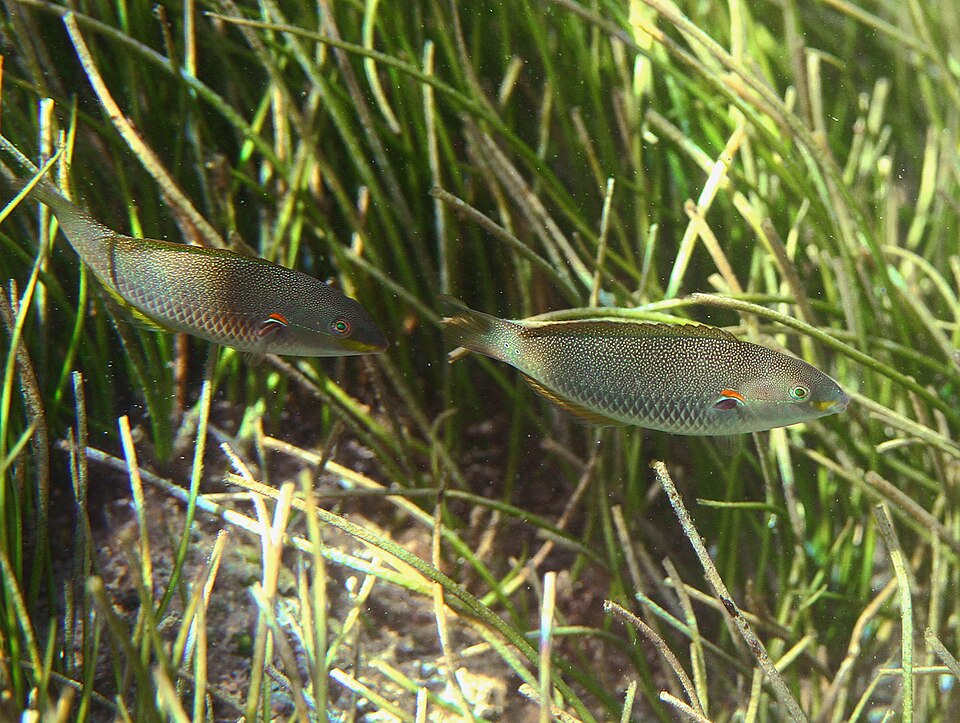 ภาพ ปลานกขุนทองน้ำเงินลายเส้น (Stethojulis albovittata)