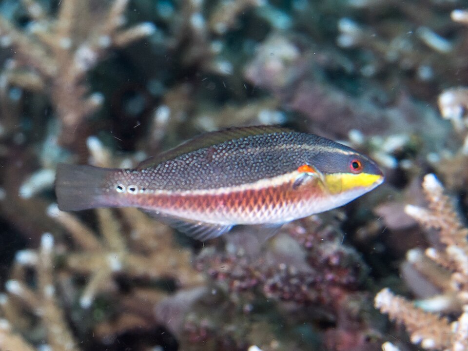 ภาพ ปลานกขุนทอง bandanensis (Stethojulis bandanensis)
