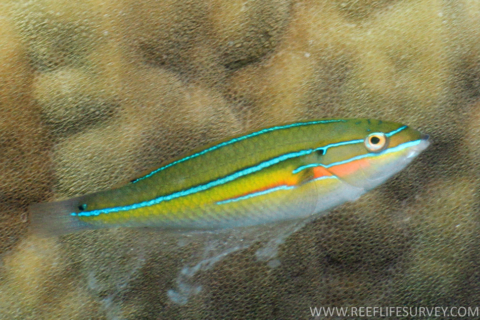 ภาพ ปลานกขุนทองเงิน (Stethojulis strigiventer)