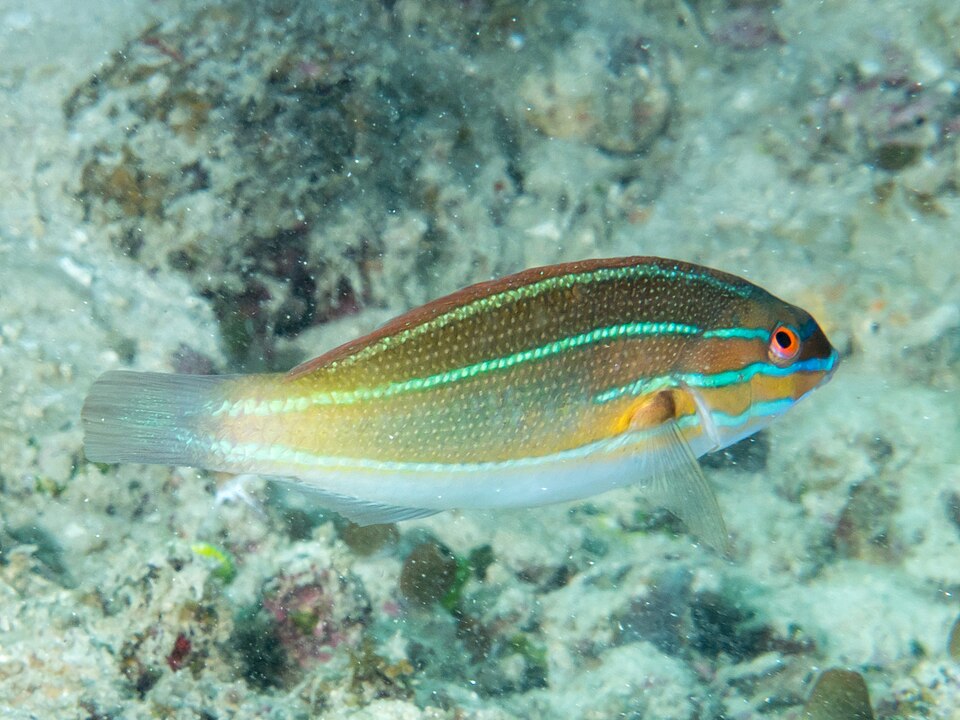 ภาพ ปลานกขุนทองน้ำเงินริบบิ้น (Stethojulis trilineata)