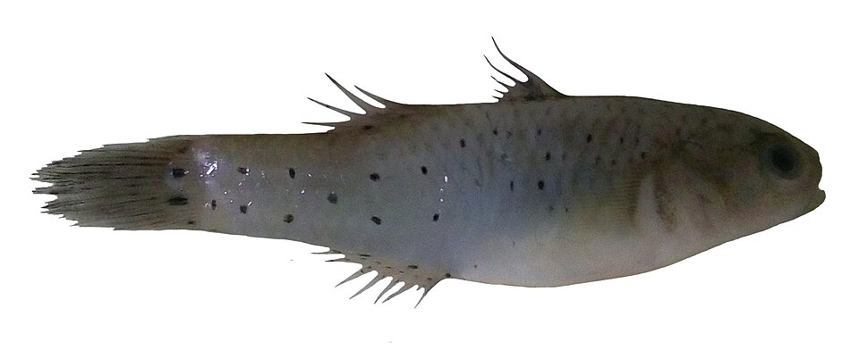 ภาพ ปลาบู่กล้วยกระโดงส้ม (Stigmatogobius pleurostigma)