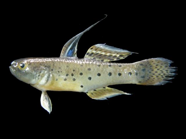 ภาพ ปลาบู่กล้วย (Stigmatogobius sadanundio)