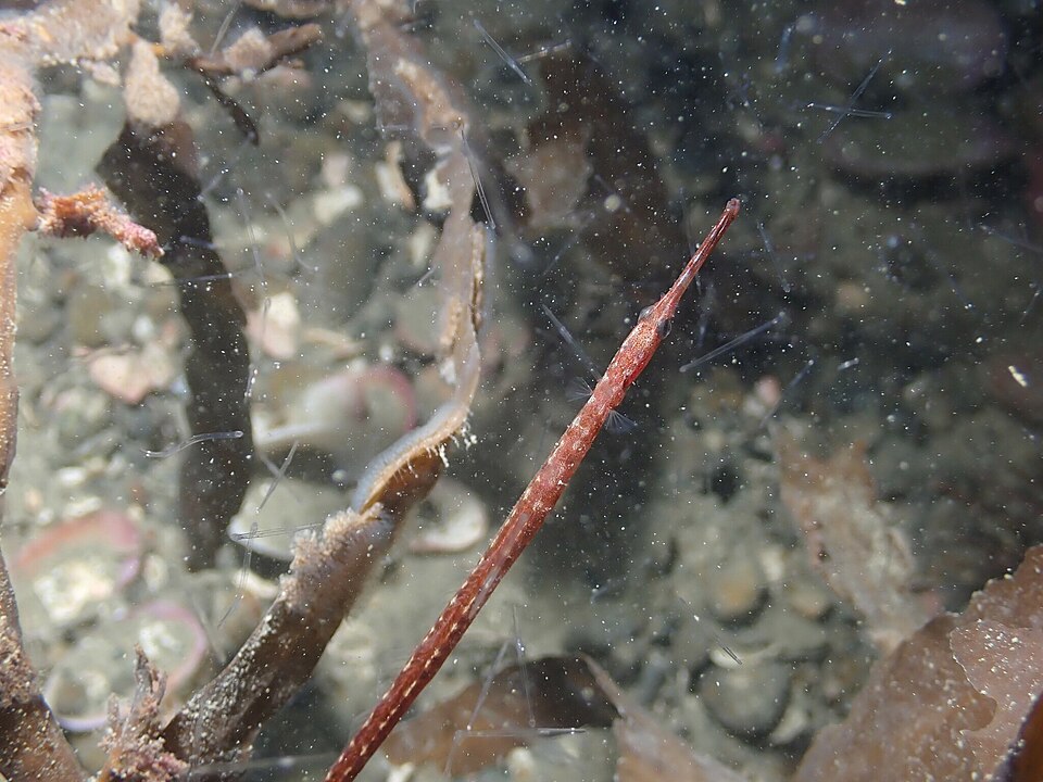 ภาพ ปลาจิ้มฟันจระเข้ macropterygia (Stigmatopora macropterygia)