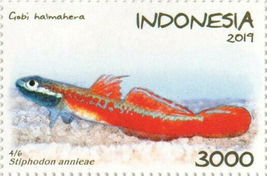 ภาพ ปลาบู่บู่ (Stiphodon annieae)