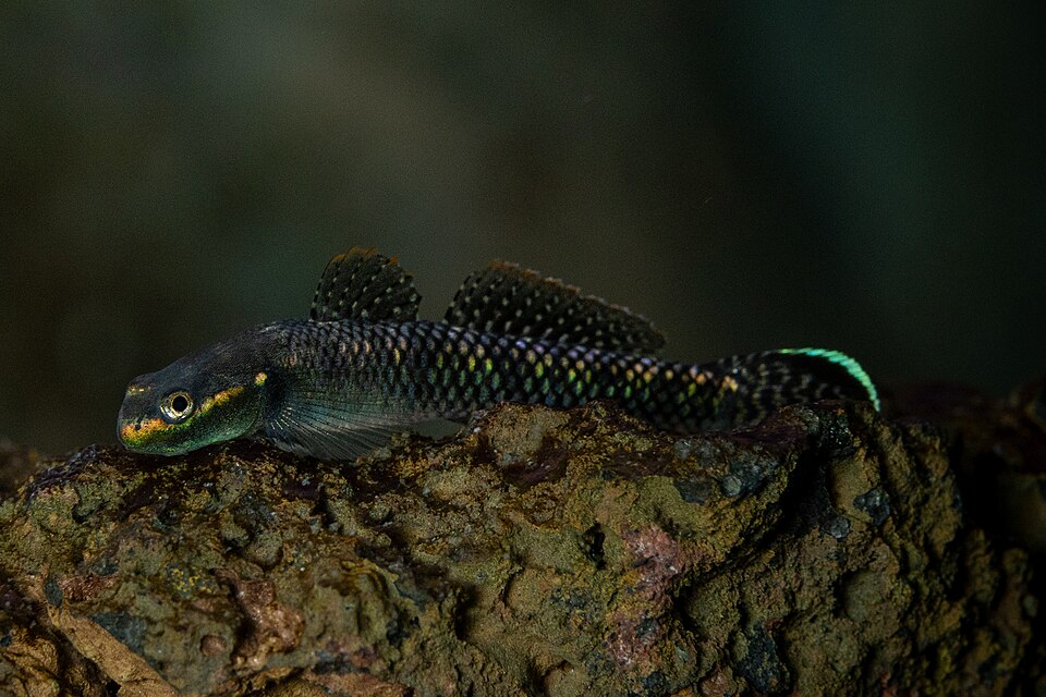 ภาพ ปลาบู่น้ำเงินนีออนบู่ (Stiphodon atropurpureus)