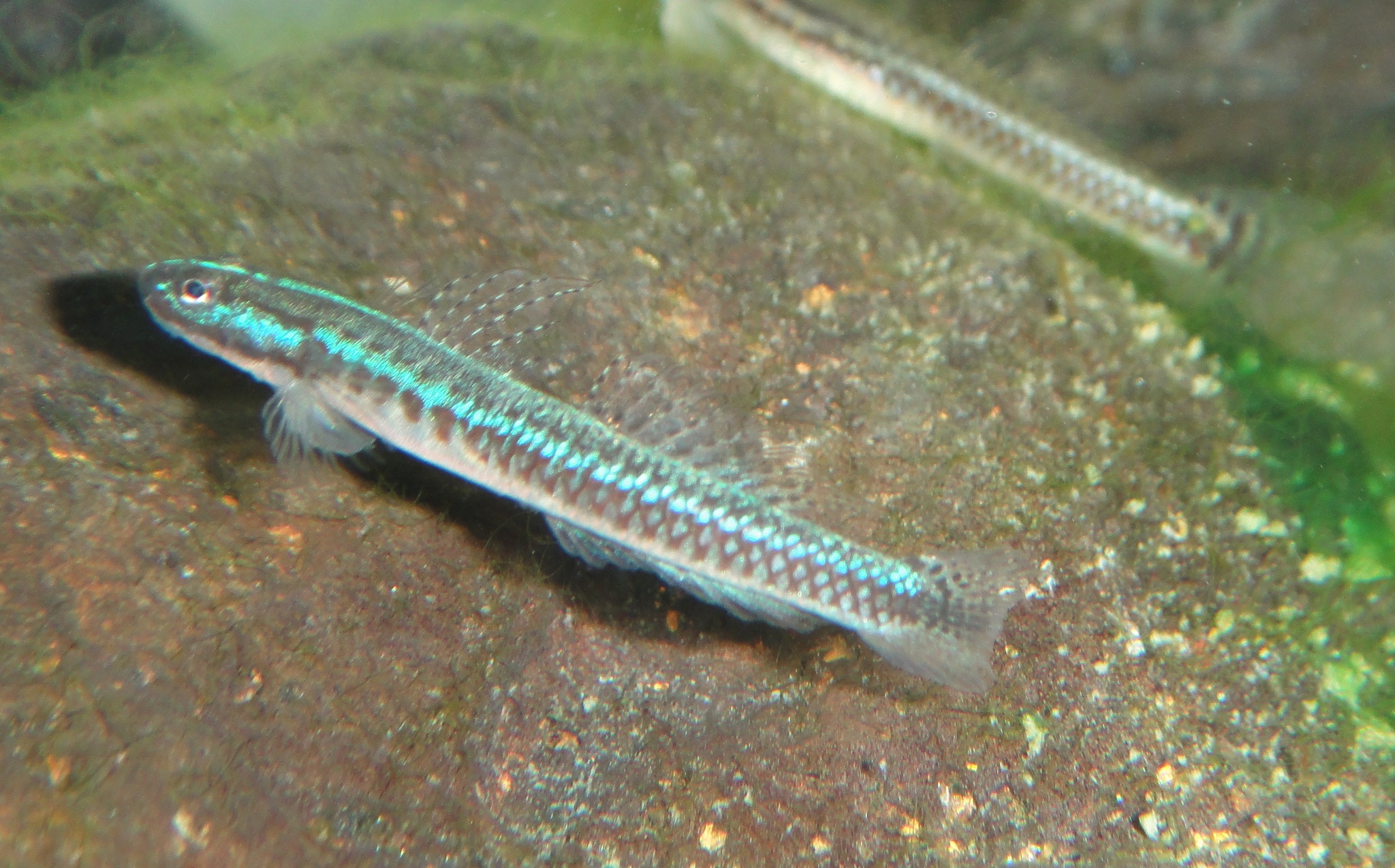 ภาพ ปลาบู่น้ำเงินบู่ (Stiphodon caeruleus)
