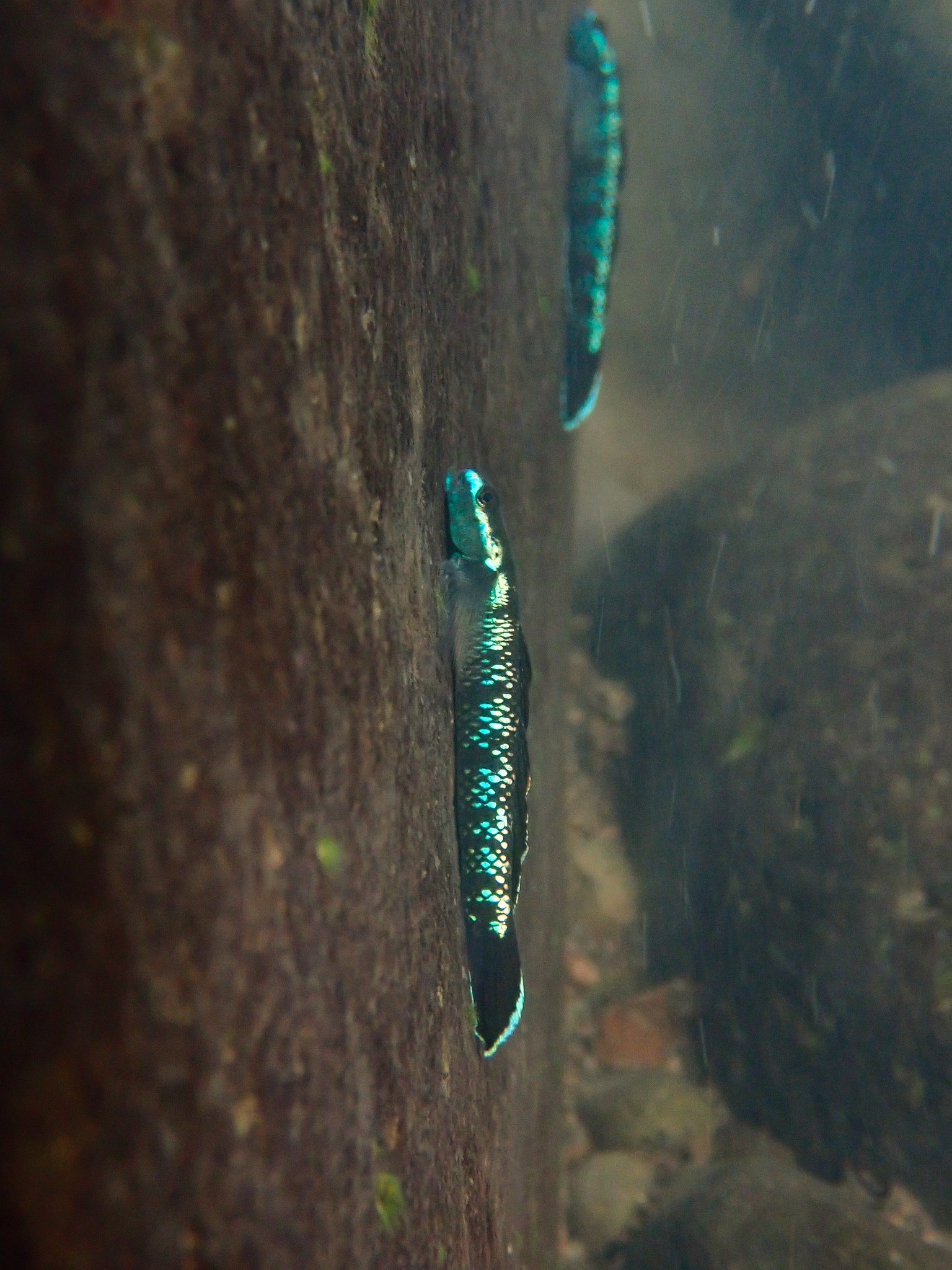ภาพ ปลาบู่บู่ (Stiphodon carisa)