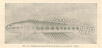 ภาพ ปลาบู่เขียวบู่ (Stiphodon elegans)